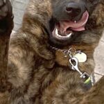 『花壇の写真を撮りたかったのに…』なぜかめちゃくちゃ邪魔をしてくる犬→溢れ出る『陽キャ感』に3万いいね集まる「自信凄いｗ」「たまらん」(ブログ)