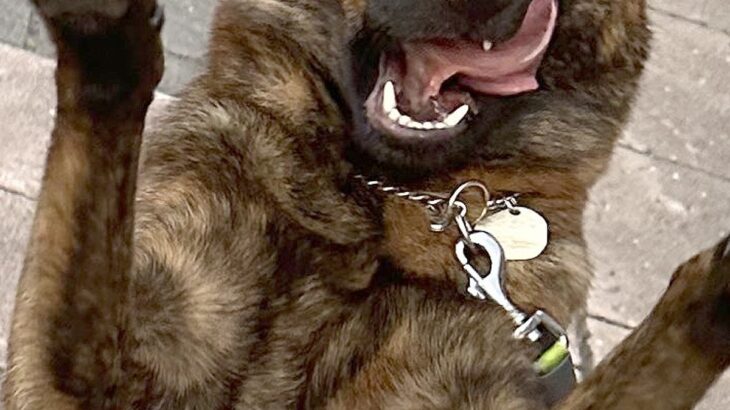 『花壇の写真を撮りたかったのに…』なぜかめちゃくちゃ邪魔をしてくる犬→溢れ出る『陽キャ感』に3万いいね集まる「自信凄いｗ」「たまらん」(ブログ)
