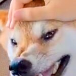 半年ぶりに姉が帰省するため『犬と車でお迎えにいった』結果→喜ぶと思ったら…まさかの『辛辣な表情』に1万いいね「悲報ｗ」「めちゃ笑った」(ブログ)