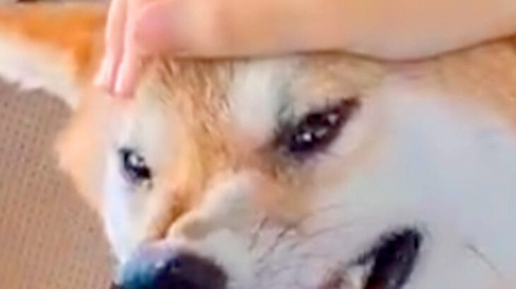 半年ぶりに姉が帰省するため『犬と車でお迎えにいった』結果→喜ぶと思ったら…まさかの『辛辣な表情』に1万いいね「悲報ｗ」「めちゃ笑った」(ブログ)