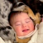 女の子の赤ちゃんの『頭を守るように』寝ていた犬…半年後→幸せが詰まっている『尊すぎる光景』に反響「仲良しでかわいい」「マフラーかな？」(ブログ)