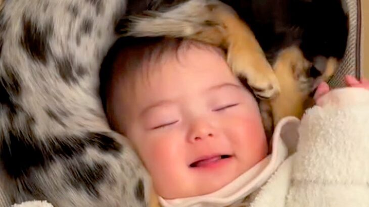 女の子の赤ちゃんの『頭を守るように』寝ていた犬…半年後→幸せが詰まっている『尊すぎる光景』に反響「仲良しでかわいい」「マフラーかな？」(ブログ)