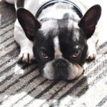 『今は放っておいて…』犬が不機嫌なときの仕草や行動5つ　飼い主はどう接するべき？適切な対処法まで(ブログ)