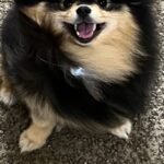 『この人、犬好きだ！』と、気付いたポメ→次の瞬間…想定以上に可愛い『まさかのリアクション』に3万いいね「ぜひ会いたい…」「いい顔」と絶賛(ブログ)