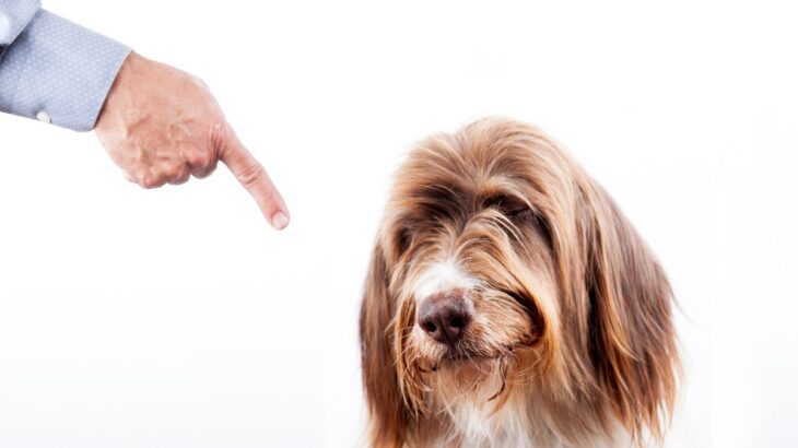 犬が信用しなくなる飼い主の『絶対NG行為』7選　愛犬に恐怖心や不信感を抱かせるダメ行動とは？(ブログ)