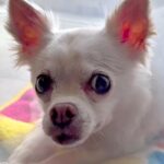 過酷な入院生活で精神が不安定になってしまった犬→心配した同居犬が…家族愛に溢れた『泣ける光景』に14万再生の反響「尊い…」「素晴らしい」(ブログ)