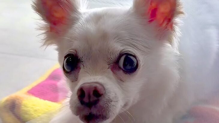 過酷な入院生活で精神が不安定になってしまった犬→心配した同居犬が…家族愛に溢れた『泣ける光景』に14万再生の反響「尊い…」「素晴らしい」(ブログ)