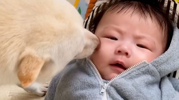 赤ちゃんだった男の子→常に犬と一緒にいた結果、相棒になり…思わず涙する『3年間の成長記録』が156万再生「尊すぎて泣けた」「素敵な関係」(ブログ)