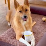 新しいベッドに大喜びする犬→夜、同居している白黒ネコたちが…あまりにも切ない『想定外の光景』が10万再生「可愛すぎるｗ」「優しい」と絶賛(ブログ)