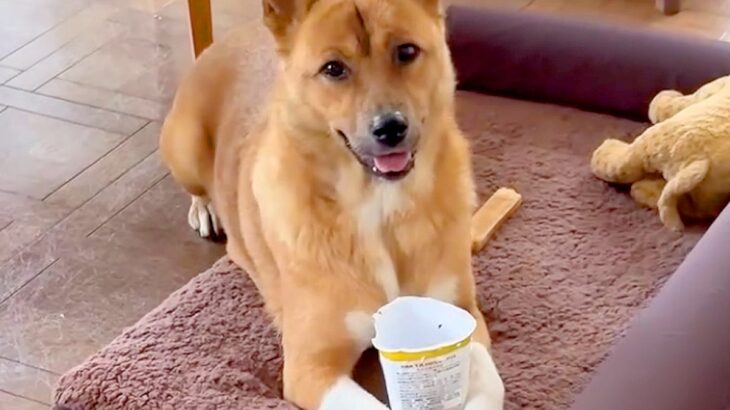 新しいベッドに大喜びする犬→夜、同居している白黒ネコたちが…あまりにも切ない『想定外の光景』が10万再生「可愛すぎるｗ」「優しい」と絶賛(ブログ)
