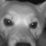 ふと監視カメラを確認した結果→犬が映っていて…ワンコとは思えない『まさかの光景』に3万いいね集まる「プロレスラーかな？」「ポーズｗ」(ブログ)