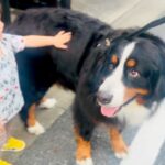 散歩中、男の子に出会った超大型犬→撫でてもらっていたら…あまりにも平和な『まさかのハプニング』が18万再生「全部が可愛い」「幸せ空間」(ブログ)