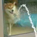 家の中にいる犬→窓越しに『ホースで水を当ててみた』結果…まるで子供のような『可愛すぎる行動』に1万いいね「何回も見たい」「飽きないｗ」(ブログ)
