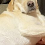 午前5時30分→寝ている大型犬に『朝のお散歩に行くよ』と伝えた結果…犬とは思えない『まさかの態度』に反響「ほぼ人間で草」「かわいいｗ」(ブログ)