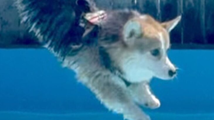 短足の犬が『プールに飛び込む瞬間』を撮影→思った以上に『美しすぎるフォーム』に4万いいね集まる「素晴らしい」「オリンピック出れる」と絶賛(ブログ)