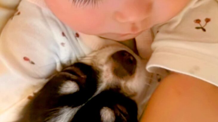 赤ちゃんがお昼寝していたら、犬がもぐりこんできて…破壊力が高すぎる『圧倒的に尊い光景』が76万再生「絆感じる」「幸せしか詰まってない」(ブログ)