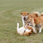犬同士の喧嘩が起こる6つの理由とは　トラブルを未然に防ぐ飼い主の心得まで解説(ブログ)