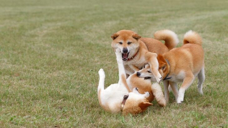 犬同士の喧嘩が起こる6つの理由とは　トラブルを未然に防ぐ飼い主の心得まで解説(ブログ)