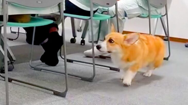 職場で会議をしていたら、突然イスの隣に犬が来て…まさかの『なでなでハシゴ』する光景がたまらないと15万再生「絶対集中できないｗ」「最高」(ブログ)