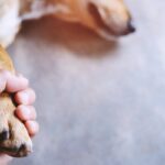 犬が『死ぬ前にみせる予兆』5選　気づきにくい行動や体調の変化とは？(ブログ)