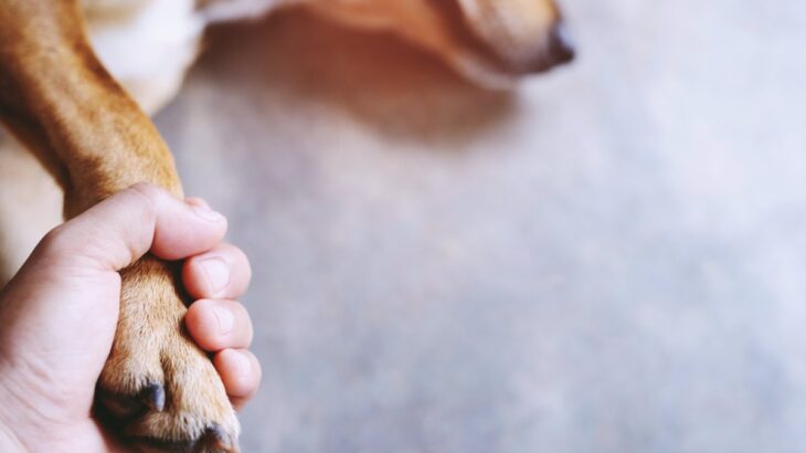 犬が『死ぬ前にみせる予兆』5選　気づきにくい行動や体調の変化とは？(ブログ)