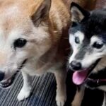 両目が見えない高齢の保護犬に『長年寄り添った犬』が亡くなってしまい…1年後→涙が止まらない『素敵な物語』が13万再生「なんだか泣けた」(ブログ)