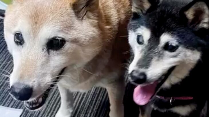 両目が見えない高齢の保護犬に『長年寄り添った犬』が亡くなってしまい…1年後→涙が止まらない『素敵な物語』が13万再生「なんだか泣けた」(ブログ)