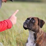 犬のしつけで絶対にしてはいけないNG行為4つ　愛犬を苦しめないために飼い主が意識すべきこと(ブログ)