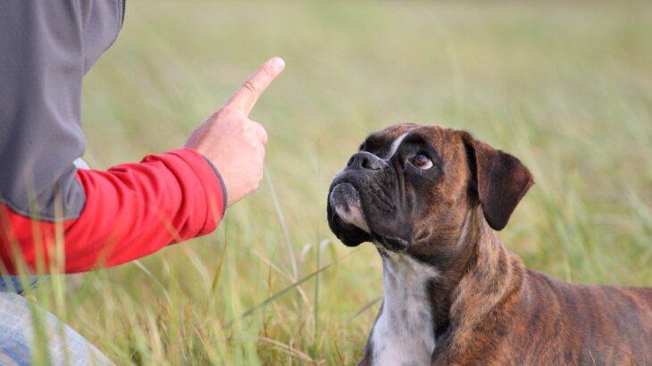 犬のしつけで絶対にしてはいけないNG行為4つ　愛犬を苦しめないために飼い主が意識すべきこと(ブログ)