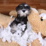 犬に絶対NGな『おもちゃ』の特徴4選　危険な玩具の定義や起こり得る事故のリスクまで(ブログ)