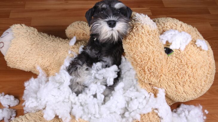 犬に絶対NGな『おもちゃ』の特徴4選　危険な玩具の定義や起こり得る事故のリスクまで(ブログ)