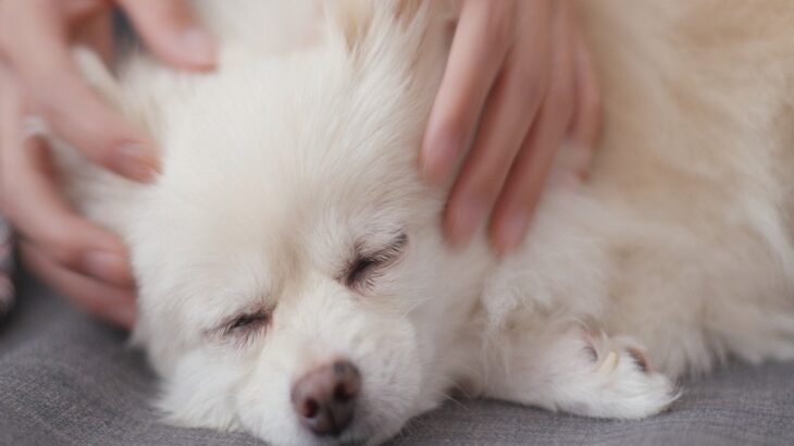 犬を自由に触れる『ボディーコントロール』の重要性とは？必要な理由から習得に役立つ3つの手順まで(ブログ)
