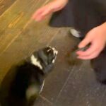 お兄さんが『近づいてきた犬』を撫でようとした瞬間…予想を上回る『まさかの甘え行動』が90万再生「番犬にはなれないｗｗｗ」「世渡り上手」(ブログ)
