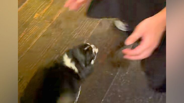 お兄さんが『近づいてきた犬』を撫でようとした瞬間…予想を上回る『まさかの甘え行動』が90万再生「番犬にはなれないｗｗｗ」「世渡り上手」(ブログ)