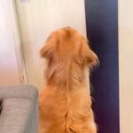 ドアの前でソワソワする大型犬→おじいちゃんとおばあちゃんが入ってきた瞬間…全身全霊の『おもてなしをする光景』が13万再生「可愛すぎ」(ブログ)