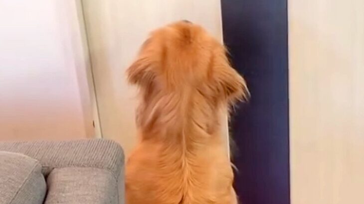 ドアの前でソワソワする大型犬→おじいちゃんとおばあちゃんが入ってきた瞬間…全身全霊の『おもてなしをする光景』が13万再生「可愛すぎ」(ブログ)