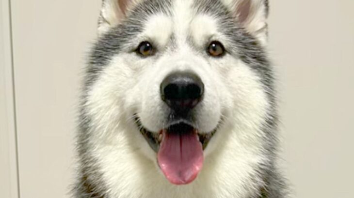 『彼氏と自分のどちらが好きか』大型犬を同時に呼んで検証したら…『まさかの結果』と意外な展開が6万再生「めっちゃ賢いｗ」「チラ見してて草」(ブログ)