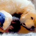 3歳の女の子が『超大型犬のとなりに寝転がった』結果→前足をかけて…とんでもなく尊い『まさかの光景』が6万再生「ホッコリ」「微笑ましい」(ブログ)