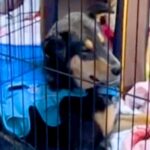 譲渡会で退屈そうだった犬に『うちの子になる？』と声をかけた結果…涙あふれる『1年半後の光景』が12万再生「顔が全然違う」「運命だ」と反響(ブログ)