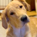 『20キロ以上にはならない』と言われた赤ちゃん犬→スクスク育った結果…想像を超える『衝撃の成長』に反響「こんな大きくなるのｗ」「倍増ｗ」(ブログ)