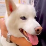 病院で緊張している犬→診察台に乗せられ、注射を打たれた瞬間に…わかりやすすぎる『表情の変わり方』が話題「気持ちわかるｗ」「頑張ったね」(ブログ)