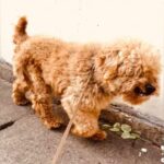 外で放置され、人間に怯える『年齢不詳のボロボロ犬』を保護→愛情を与え続けた結果…別犬のような『ビフォーアフター』に涙「感謝」「幸せに」(ブログ)