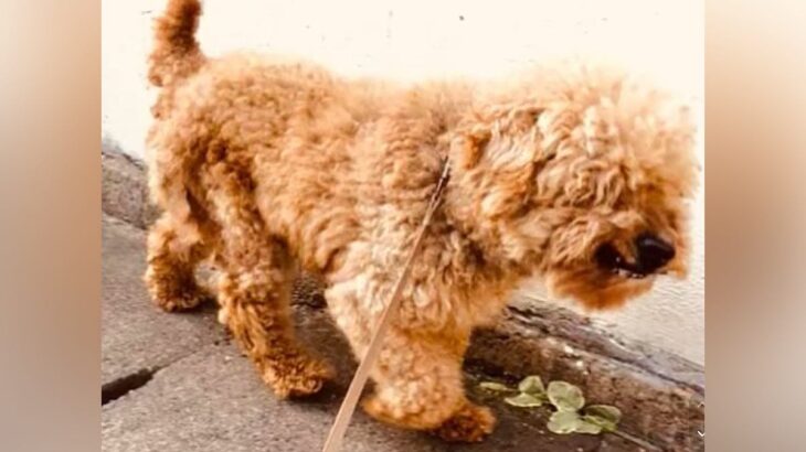外で放置され、人間に怯える『年齢不詳のボロボロ犬』を保護→愛情を与え続けた結果…別犬のような『ビフォーアフター』に涙「感謝」「幸せに」(ブログ)