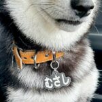 犬のために運転免許を取った結果→隣に乗せたら不安そうに…辛辣すぎる『まさかの表情』に3万いいね「めっちゃ人間で草」「疑いの眼差しｗ」(ブログ)