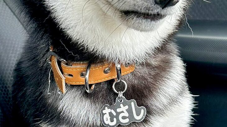 犬のために運転免許を取った結果→隣に乗せたら不安そうに…辛辣すぎる『まさかの表情』に3万いいね「めっちゃ人間で草」「疑いの眼差しｗ」(ブログ)