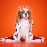 犬も飼い主を馬鹿にする？そう感じる行動４選　信頼関係が築けていない時の特徴や改善する方法とは(ブログ)
