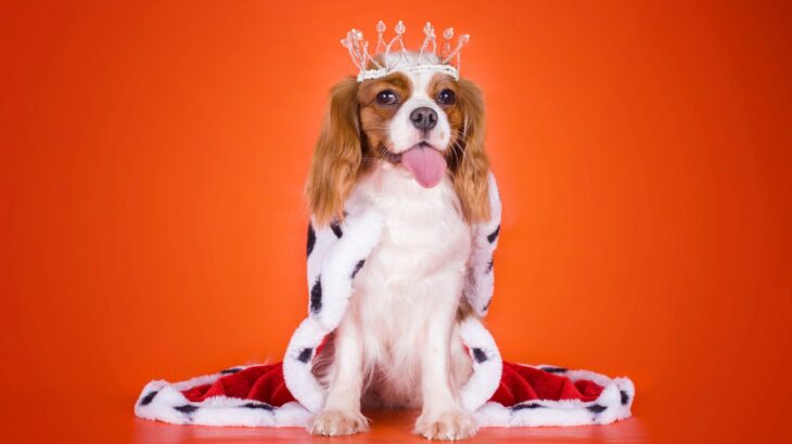 犬も飼い主を馬鹿にする？そう感じる行動４選　信頼関係が築けていない時の特徴や改善する方法とは(ブログ)