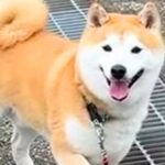 朝の散歩で『帰宅拒否』を繰り返す犬→可愛い顔で…絶望してしまう『2時間後の光景』が44万再生「笑顔がｗｗ」「足かけるよね」共感の声も(ブログ)