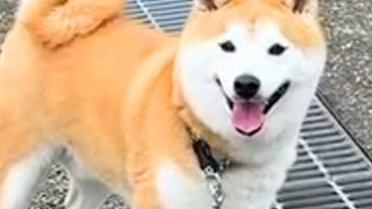 朝の散歩で『帰宅拒否』を繰り返す犬→可愛い顔で…絶望してしまう『2時間後の光景』が44万再生「笑顔がｗｗ」「足かけるよね」共感の声も(ブログ)