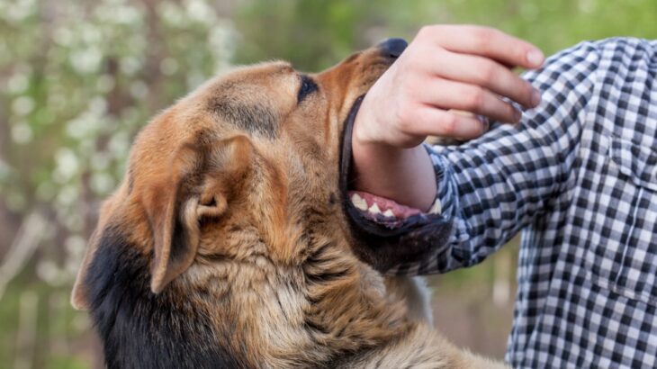犬が『飼い主に噛みつく』理由5選　噛むようになってしまう要因や逆効果となるしつけの仕方まで(ブログ)